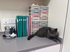 -爱佳宠物中心医院24H·CT·骨外科·猫专科(瑶海万达店)