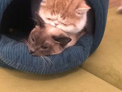 -滚猫咖啡·猫咖·猫友好撸猫(未来城店)