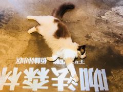 -咖法森林·咖啡  酒吧(天河店)