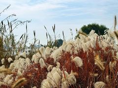 -贡湖湾湿地公园
