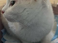 -纳吉亚猫专科动物医院·北北分院