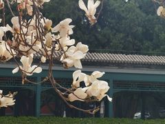 -北京市劳动人民文化宫(太庙)