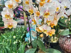 -双季花艺园艺市场(浦东店)