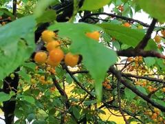 -两河城市森林公园