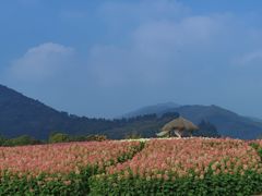 -径山花海