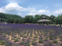 -富田农场