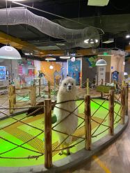 点击看大图 -七巧国萌宠乐园(龙湖天街店)