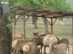 -西安秦岭野生动物园