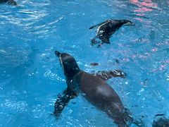 -帝企鹅自助餐厅•儿童岛•真企鹅(长隆企鹅酒店)