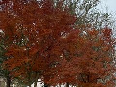 -黄海国家森林公园