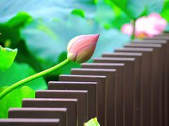 -陈家山荷花公园