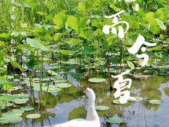 -莲花池公园