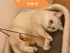 -猫腻·猫咖·撸猫馆(星光大道店)