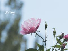 园博园-济南国际园博园