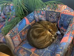 -咖法森林·咖啡  酒吧(天河店)