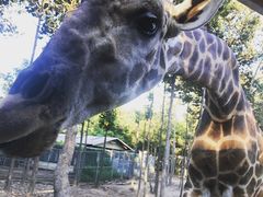 -清迈夜间动物园