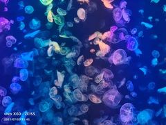 -烟台海昌鲸鲨海洋公园