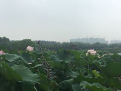 -荷塘月色湿地公园·向阳花洲