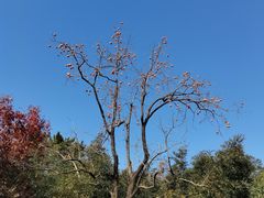 -香山公园