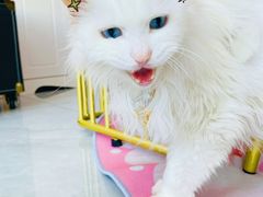 -帕帕拉兹宠物(亚洲旗舰店)