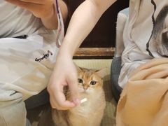 -逗柴咖啡屋·狗咖猫咖宠物桌游