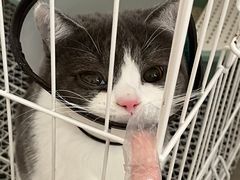 -艾贝尔宠物诊疗