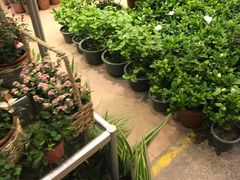 -双季花艺园艺市场(浦东店)