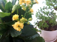 -三亚夏威夷大酒店