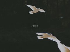-音乐台