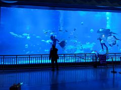 -烟台海昌鲸鲨海洋公园