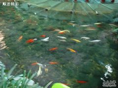  DSC00388-绿色时代大酒店