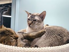 -安格丽娜·狗咖·猫咖羊驼咖(春熙路百盛商场店)