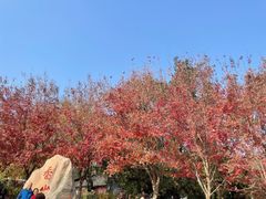 -香山公园