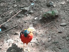 -燕塞湖鸟语林景区
