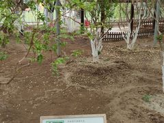 -上海都市菜园