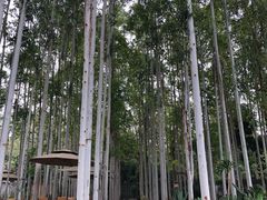 -桉树林A coffee 森林餐厅(三圣乡店)