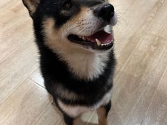 -南京Hallo宠物乐园·哈罗犬舍·柴犬繁育基地