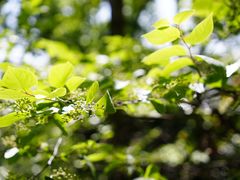 -上海佘山国家森林公园天马山园