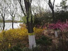 -大兴滨河森林公园