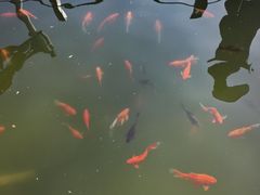 -莲湖公园