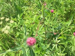 -白草畔自然风景区