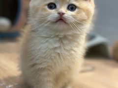 -BABIT巴比特宠物(MOMOPARK店)