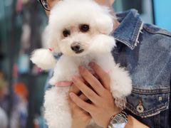 -PETKIT小佩宠物(昭化店)