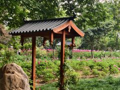 -洛阳市隋唐城遗址植物园