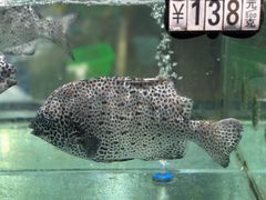-绿雅居原生态农庄(小涌店)