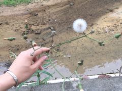 -红山村