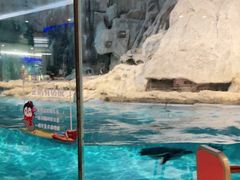 -帝企鹅自助餐厅•儿童岛•真企鹅(长隆企鹅酒店)