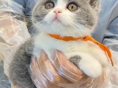 -lincat·猫舍(广州店)