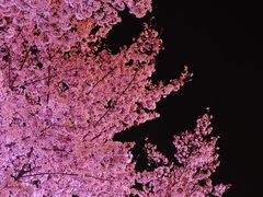 -花博汇(知音花月夜)