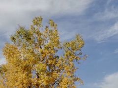-金塔沙漠胡杨林景区